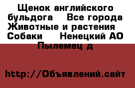 Щенок английского бульдога  - Все города Животные и растения » Собаки   . Ненецкий АО,Пылемец д.